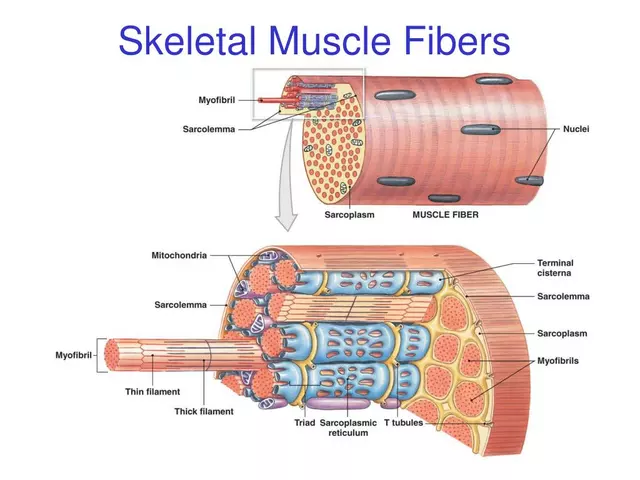 The Role of Genetics in Skeletal Muscle Conditions