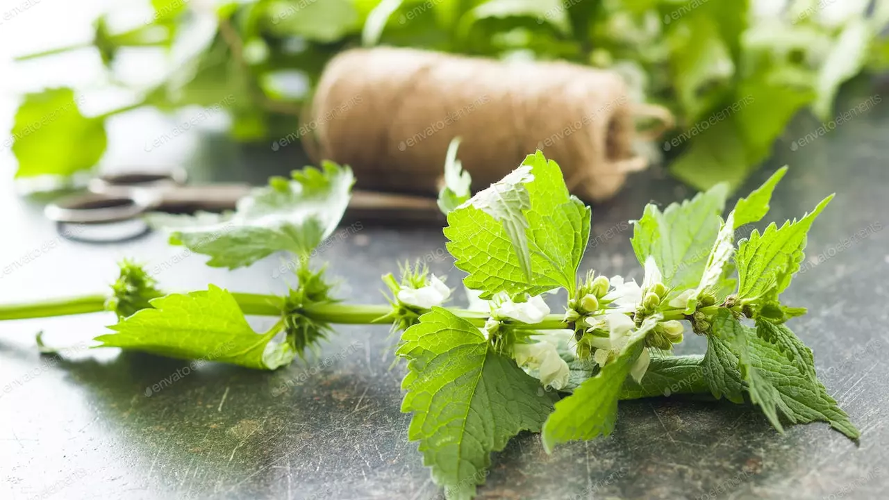 White Dead Nettle Flower: The All-Natural Solution to Boost Your Health and Wellness